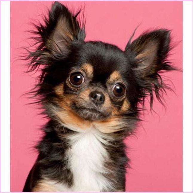 Chihuahua Porträt Diamond Painting Motiv