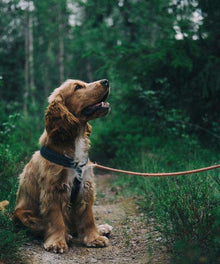 Cocker Spaniel Diamond Painting Hundemotiv