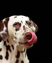 Dalmatiner Hund Diamond Painting Motiv