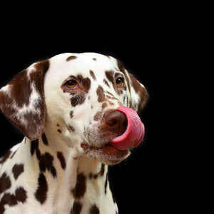 Dalmatiner Hund Diamond Painting Motiv