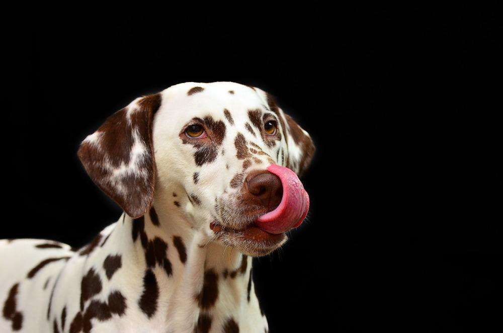 Dalmatiner Hund Diamond Painting Motiv