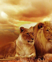Afrikanischer Traum Löwen Diamond Painting