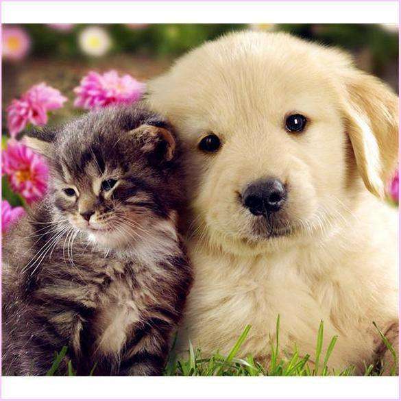 Beste Freunde Tiere Diamond Painting Motiv