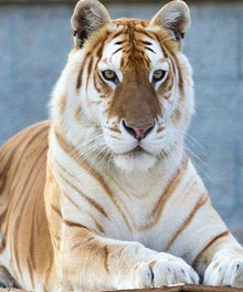 Besonderer Tiger Diamond Painting Motiv