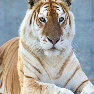 Besonderer Tiger Diamond Painting Motiv