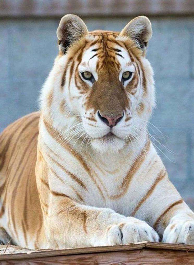 Besonderer Tiger Diamond Painting Motiv