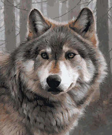 Grauer Wolf Diamond Painting Motiv