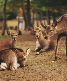 Rehe im Herbstwald Diamond Painting Motiv