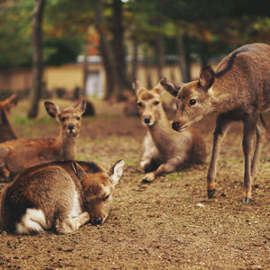 Rehe im Herbstwald Diamond Painting Motiv