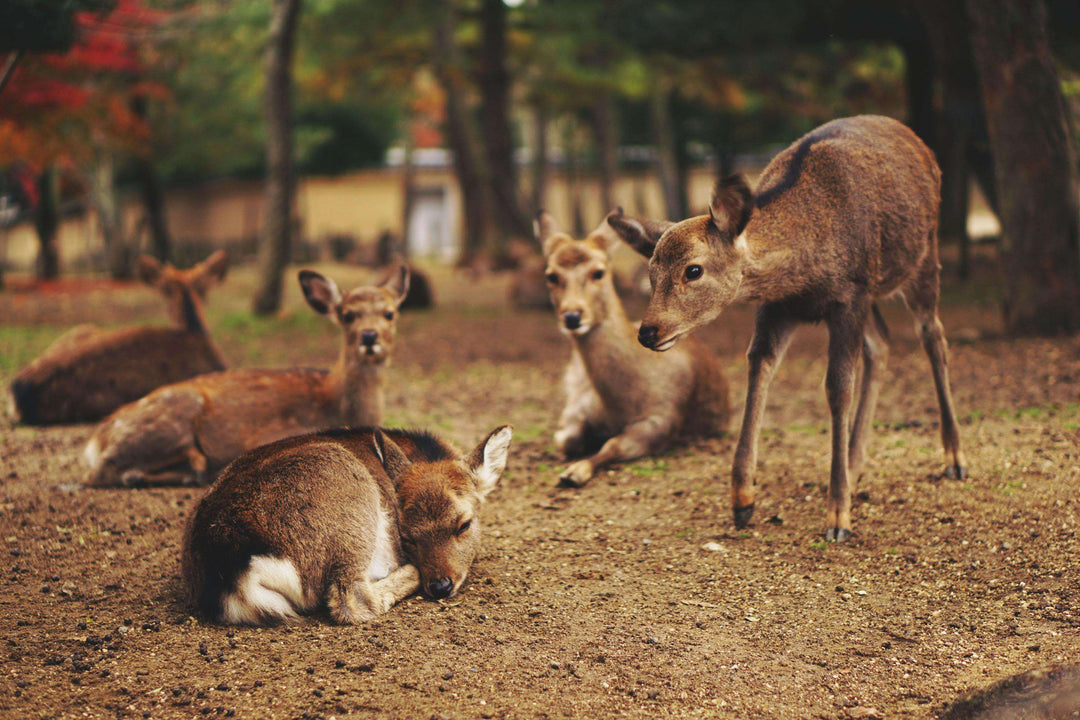 Rehe im Herbstwald Diamond Painting Motiv