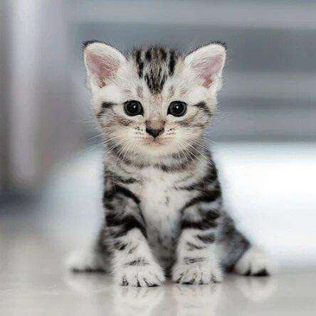 De Mooiste Kitten