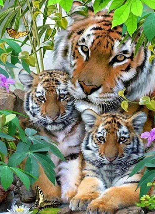Tigerfamilie im Grünen Diamond Painting