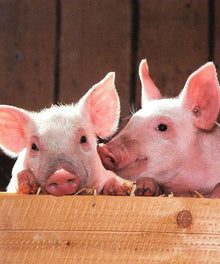 Zwei kleine Schweinchen Diamond Painting