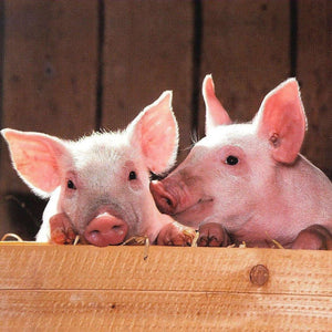 Zwei kleine Schweinchen Diamond Painting
