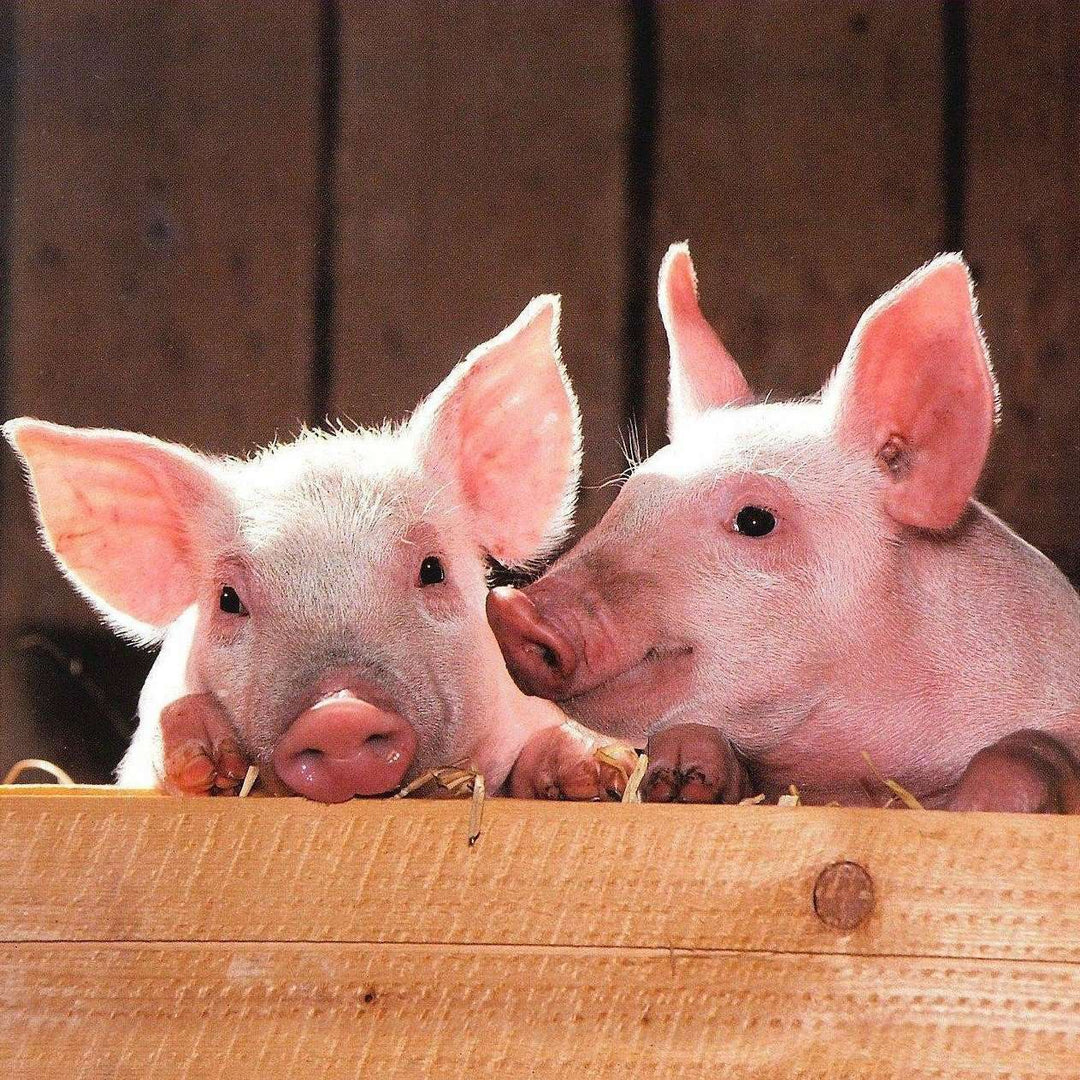 Zwei kleine Schweinchen Diamond Painting