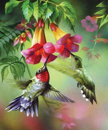 Kolibris im Sturzflug Diamond Painting