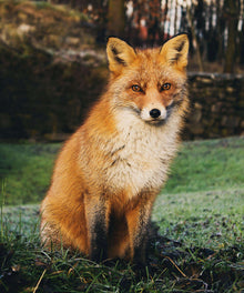 Fuchs im Wald Diamond Painting Motiv