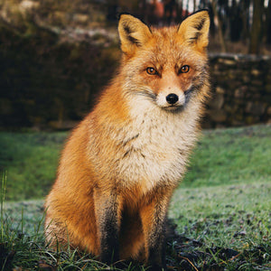 Fuchs im Wald Diamond Painting Motiv