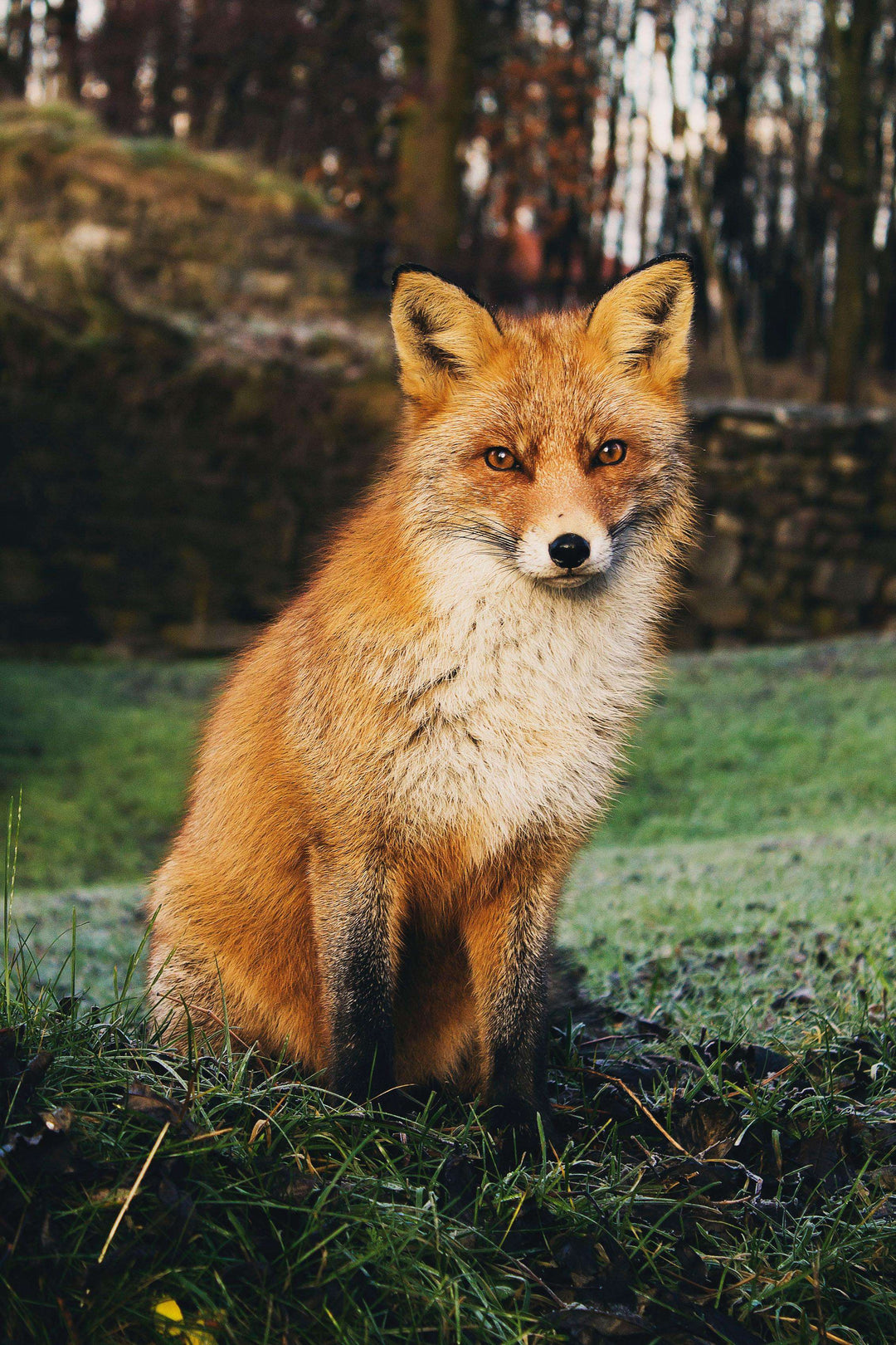 Fuchs im Wald Diamond Painting Motiv