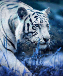 Weißer Tiger unterwegs Diamond Painting