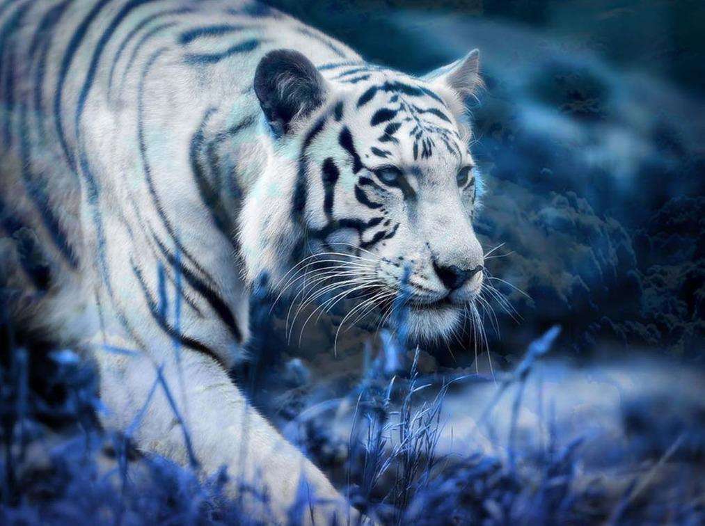 Weißer Tiger unterwegs Diamond Painting