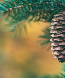 Tannenzapfen im Weihnachtsbaum Diamond Painting