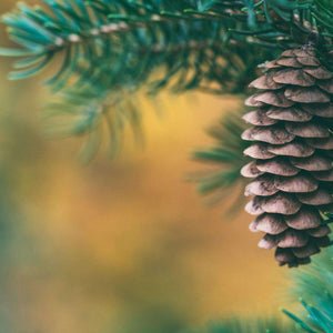 Tannenzapfen im Weihnachtsbaum Diamond Painting