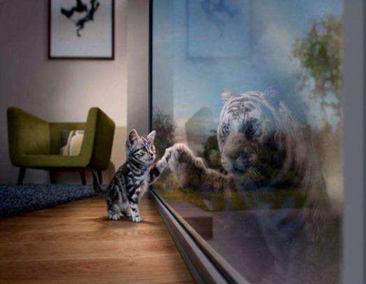 Kätzchen sieht Tiger - Diamond Painting mit Fensterreflexion