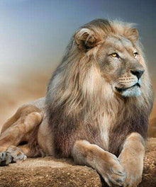 Löwe auf der Suche Diamond Painting