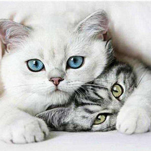 Süße Kätzchen Katzenmotiv Diamond Painting