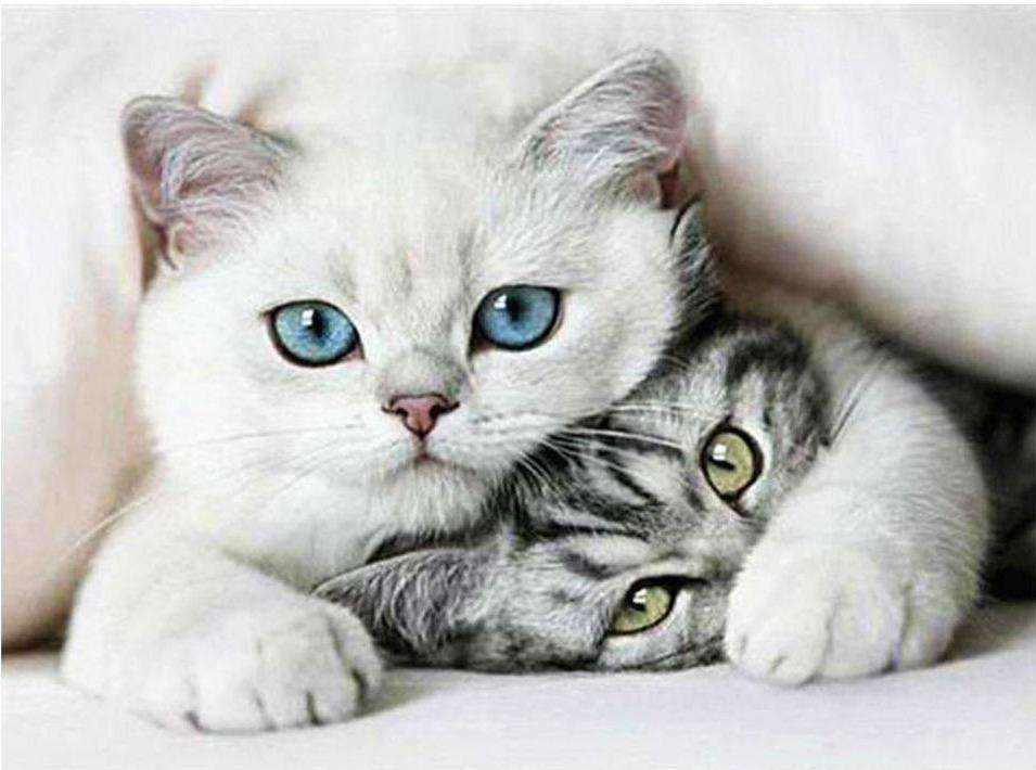 Süße Kätzchen Katzenmotiv Diamond Painting