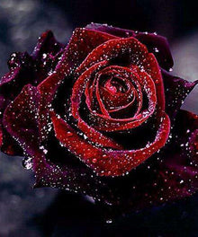 Dunkelrote Rose Diamond Painting mit Wassertropfen
