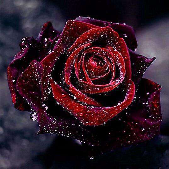 Dunkelrote Rose Diamond Painting mit Wassertropfen