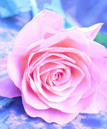 Pinke Rose Diamond Painting mit zarten Rosa- und Blautönen