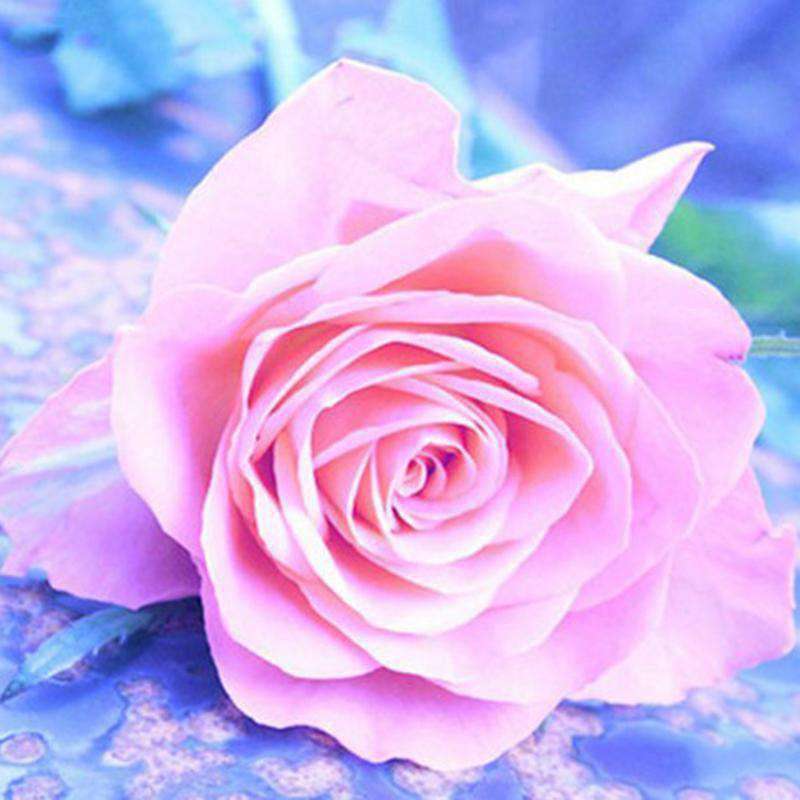 Pinke Rose Diamond Painting mit zarten Rosa- und Blautönen