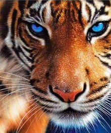 Tiger mit blauen Augen - Diamond Painting Tierporträt