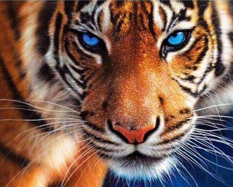 Tiger mit blauen Augen - Diamond Painting Tierporträt