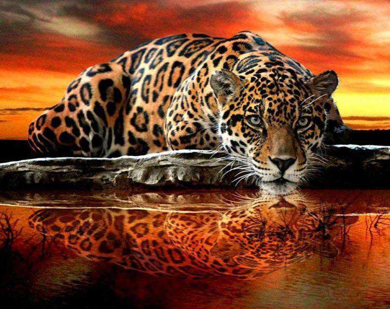 Leopardenspiegelung im Wasser Diamond Painting