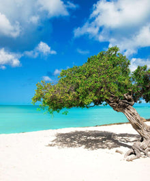 Divi-Divi Baum Aruba Diamond Painting am Strand
