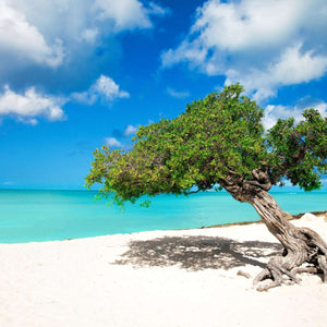 Divi-Divi Baum Aruba Diamond Painting am Strand