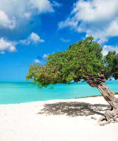Divi-Divi Baum Aruba Diamond Painting am Strand