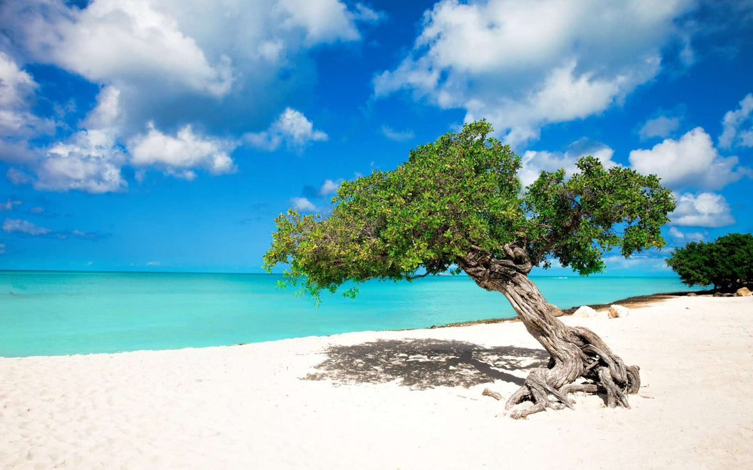 Divi-Divi Baum Aruba Diamond Painting am Strand