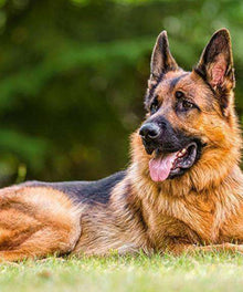 Deutscher Schäferhund Diamond Painting im Grünen