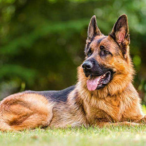 Deutscher Schäferhund Diamond Painting im Grünen