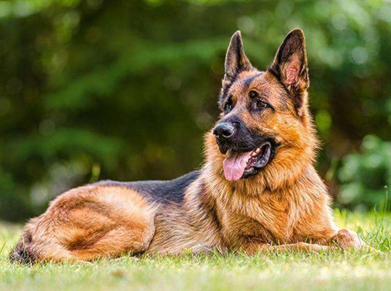 Deutscher Schäferhund Diamond Painting im Grünen
