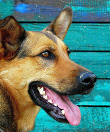 Deutscher Schäferhund Diamond Painting vor blauer Wand