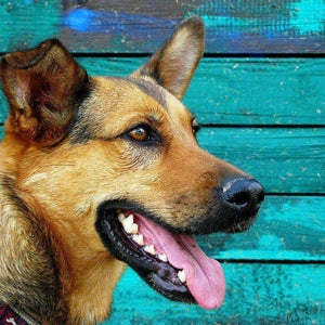 Deutscher Schäferhund Diamond Painting vor blauer Wand