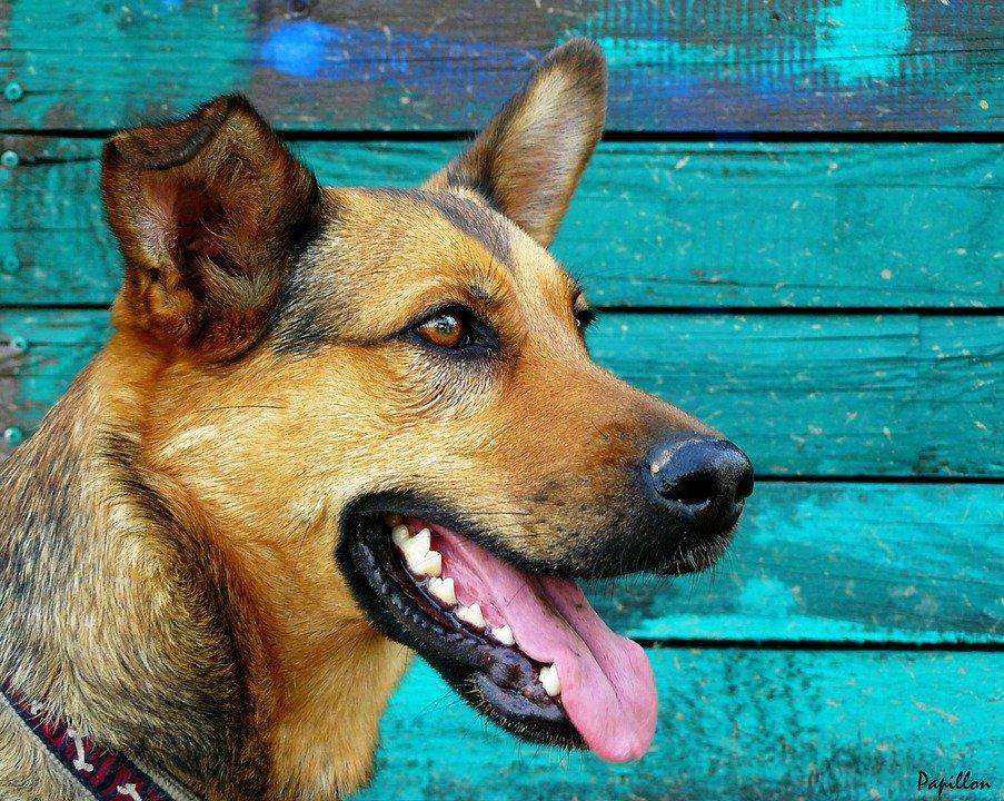 Deutscher Schäferhund Diamond Painting vor blauer Wand