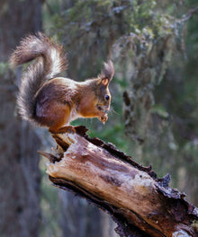 Eichhörnchen auf Baumstamm Diamond Painting im Wald