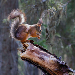 Eichhörnchen auf Baumstamm Diamond Painting im Wald